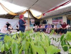 Bantu Perekonomian Warga, Mak Ganjar Lampung Bagikan 100 Bibit Kakao