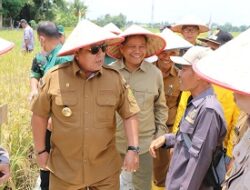 Gubernur Arinal Lakukan Panen Raya Padi di Lampung Tengah