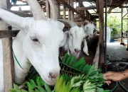 Kambing Etawa Milik Dinas PMDT Lampung Tidak Diketahui Keberadaannya??